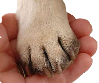 Animal Reiki
Voor Opleiding en behandeling